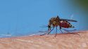 ¿Sabes qué es la malaria o paludismo?