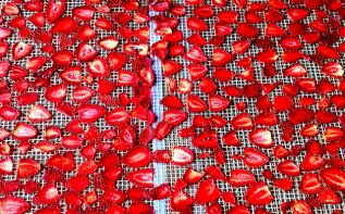 Patentan obtención de antioxidantes de la fresa con beneficios al cerebro