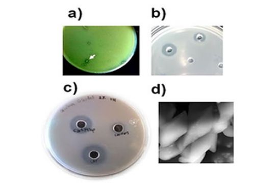 Biomoleculas bacterianas como bioinsecticidas y conservadores de alimentos 