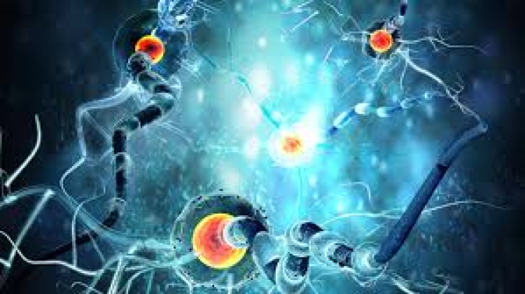 Neuroplasticidad y robótica: aliados para recuperar el control del cuerpo en rehabilitación