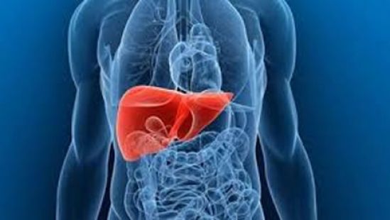 Cinco razones para cuidar la salud de tu hígado