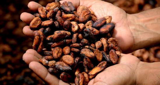 Cacao, el alimento de los dioses que no puede faltar en tu dieta