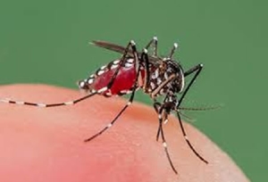 Más allá del mosquito: factores que agravan el dengue