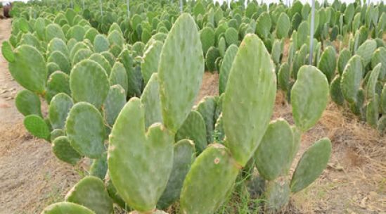Comprueban efectos benéficos a la salud por consumo de nopal