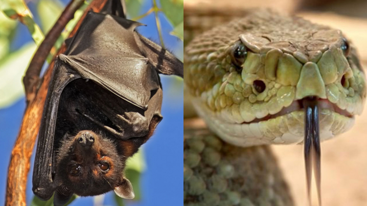 Enfermedades transmitidas por animales, un fenómeno constante