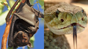 Enfermedades transmitidas por animales, un fenómeno constante