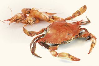 Nuevos materiales para cicatrizar quemaduras