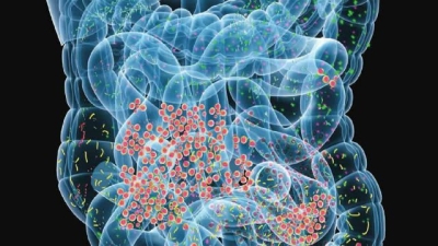 Biocodex Microbiota Foundation premia estudio sobre microbiota y deterioro cognitivo en mujeres postmenopáusicas