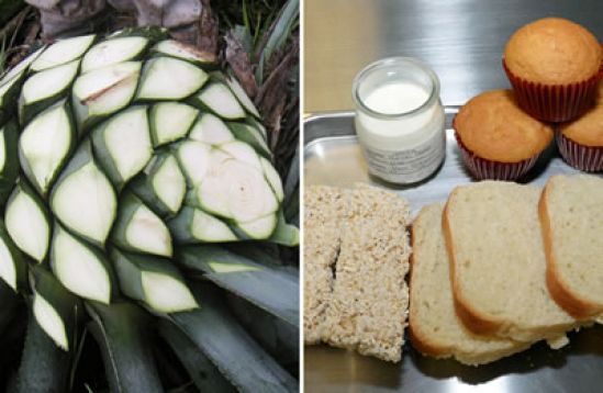 Desarrolla FES Cuautitlán alimentos enriquecidos con fibra de agave