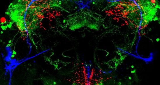 Alteración de los ritmos circadianos contribuye a la obesidad