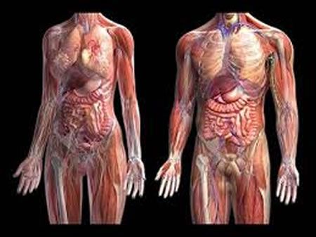 El humano, un organismo complejo que requiere de investigación multidisciplinaria