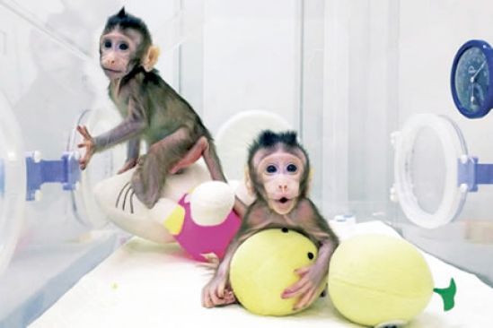 Clonar embriones humanos, problema ético: Horacio Merchant