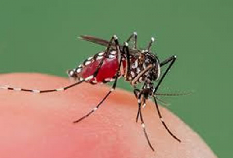 “World Mosquito Program” ayuda a erradicar el dengue en México