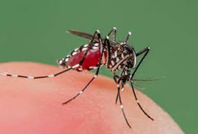 “World Mosquito Program” ayuda a erradicar el dengue en México