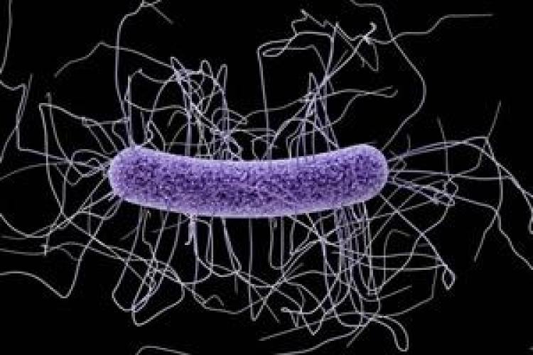 Cáncer y enfermedades cardiovasculares, respiratorias o renales aumentan riesgo de muerte por Clostridium difficile