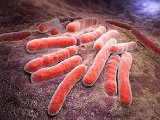 ArchivelFarma y Laboratorios Silanes desarrollaran la vacuna anti-tuberculosis RUTI en México