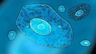 Investigadores del Cinvestav hallan proteínas relacionadas con virulencia en la amiba