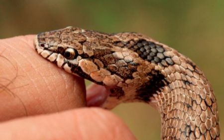Premian antiveneno contra mordeduras de serpiente, creado en la UNAM
