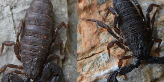 Tras 40 años de trabajo con venenos de alacrán, descubren alcaloide en especie hidalguense, único en el mundo