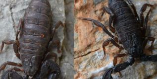 Tras 40 años de trabajo con venenos de alacrán, descubren alcaloide en especie hidalguense, único en el mundo