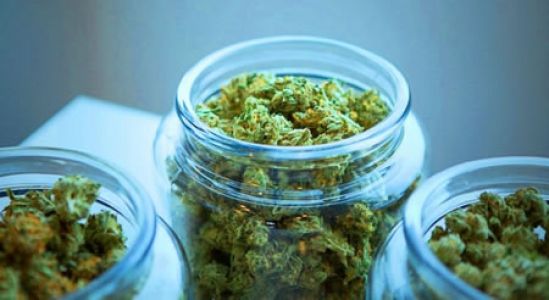 HempMeds crece en el mercado latinoamericano de productos con alto contenido de CBD