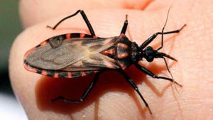 Enfermedad de Chagas: representa una carga económica importante para México, por la falta de diagnóstico y tratamiento oportuno