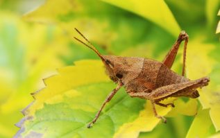 El chapulín de milpa, mejor que la carne, puede combatir la desnutrición infantil en México