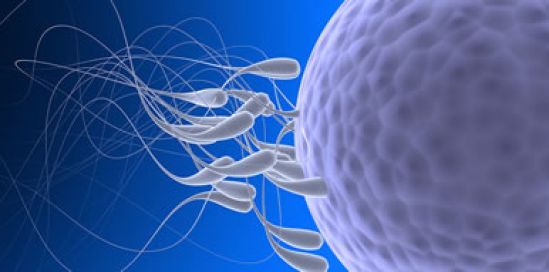 Alrededor de 50 millones de parejas sufren problemas de fertilidad en el mundo    