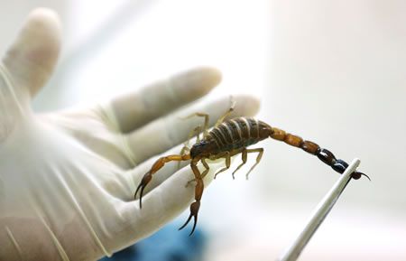 Veneno de alacrán, tratamiento natural para pacientes con cáncer