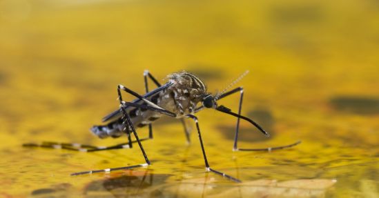 ¿Viajas a Sudamérica? Evita el contagio de fiebre amarilla