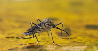¿Viajas a Sudamérica? Evita el contagio de fiebre amarilla