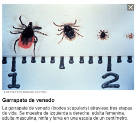 Enfermedad de Lyme: ¿cómo prevenirla?