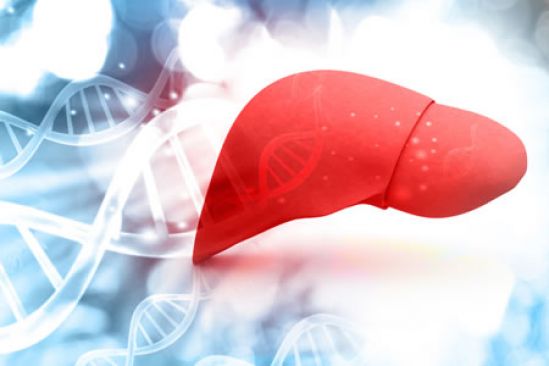 Compuestos de la Stevia inhiben la activación de las células estelares hepáticas, implicadas en el desarrollo de cirrosis