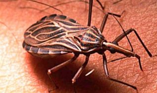 Desarrollan antígenos para vacuna terapéutica contra el Chagas