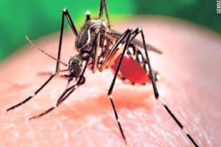 En el Cinvestav estudian inmunología de mosquitos para controlar la propagación de enfermedades