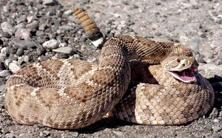 Antiveneno mexicano salva pulgar de norteamericano mordido por serpiente