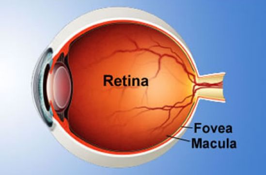 Retina, estructura ocular esencial en la salud visual