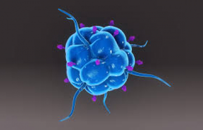 Estudio expone el papel de las células dendríticas y fibroblastos en el control del dengue